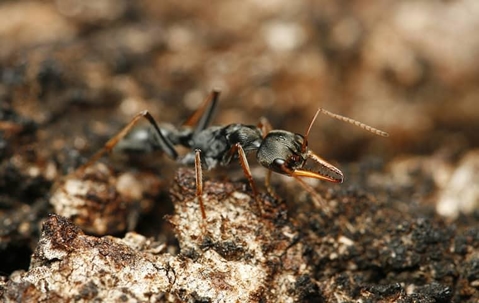 Foraging Ants, Flying Ants And Now Jumping Ants?