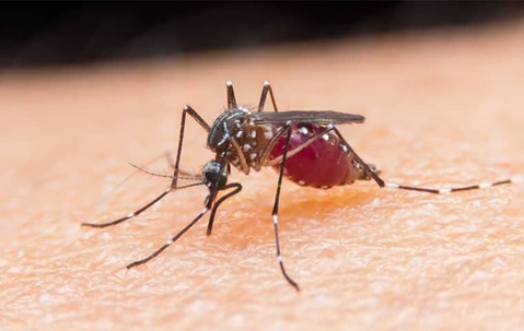mosquito on human skin