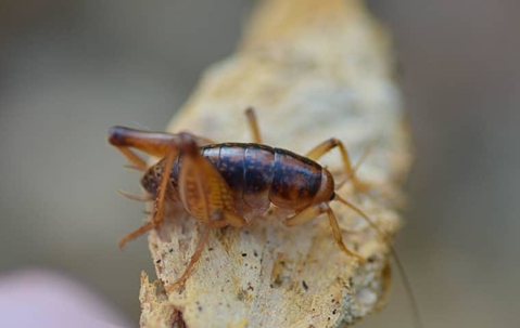 How NY Homeowners Can Prevent Camel Crickets