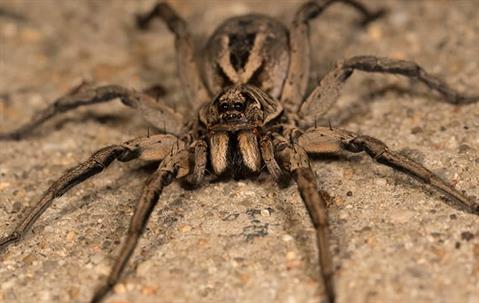 spiders
