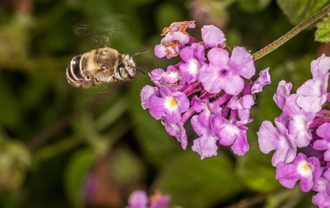 digger bees