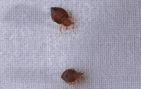 Five Interesting Bed Bug Facts