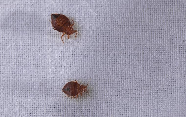 Looking Back: Top Bed Bug Stories From 2012