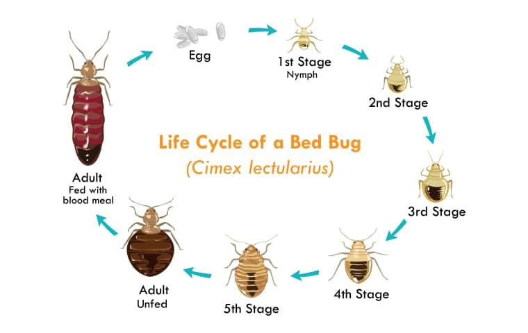 NYSPMA Seminar On Bed Bugs