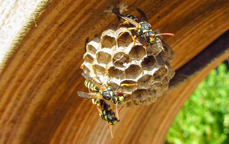 Your Guide to Yellowjacket Wasps And Yellowjacket Hives 