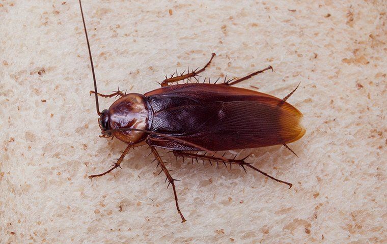 American cockroach on a bread